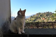 51 Micio in attesa di cibo con vista sul Monte Bastia